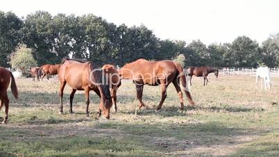 horses grazing in pasture