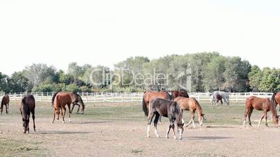 horses in corral ranch scene