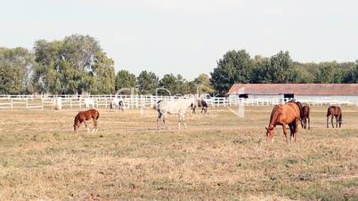 ranch with horses