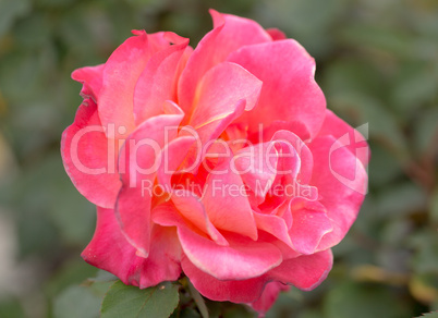 Damask rose - Rosa damascena