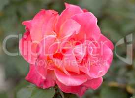 Damask rose - Rosa damascena