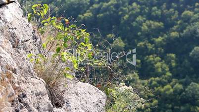 alpine plants