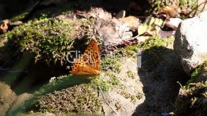 butterfly standing on rock