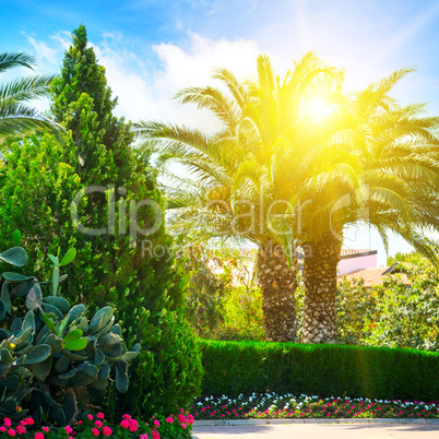 a beautiful park with palm trees and evergreen plants