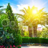 a beautiful park with palm trees and evergreen plants