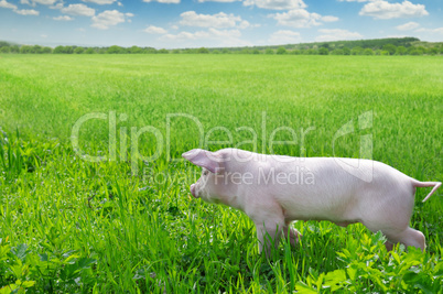 funny pig on a green grass