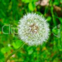 the seeds of a dandelion on a background of green grass