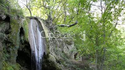 forest with waterfall