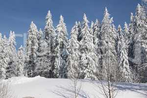 Winter am Feldberg