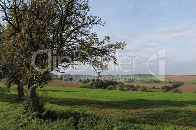 Summer landscape