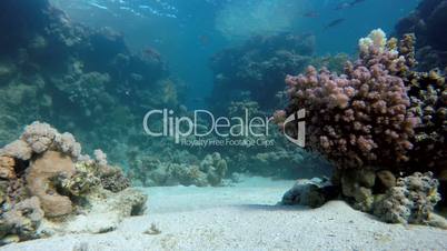 The corals and fish.  Diving in the ocean.  Under water.