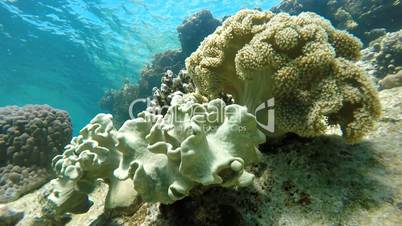 Diving, Aqua Beautiful coral reef.