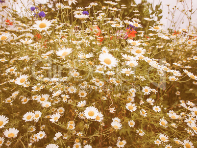 Retro looking Camomile flower