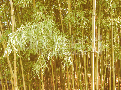 Retro looking Bamboo plants