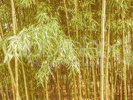 Retro looking Bamboo plants