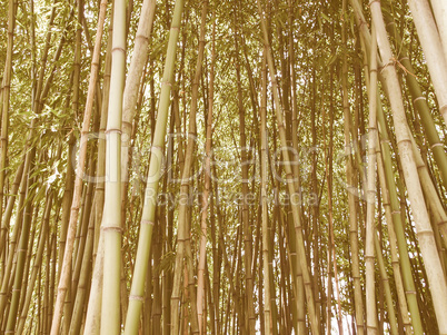 Retro looking Bamboo picture