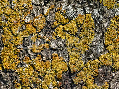 tree bark covered with moss close up