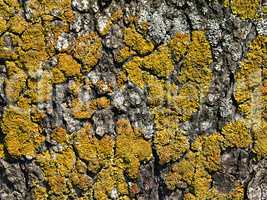 tree bark covered with moss close up