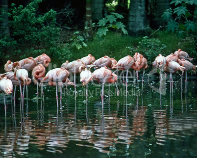 Flamingos