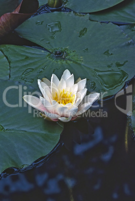 Water Lily