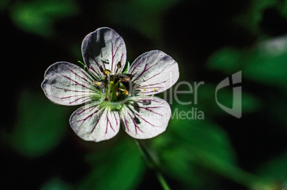 Geraniums