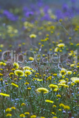 Flower field