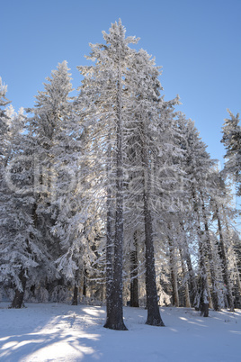 Snowy spruce forest