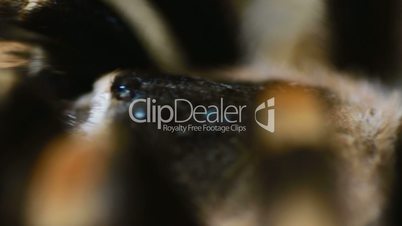 close-up Mexican Redknee Tarantula (Brachypelma smithi)