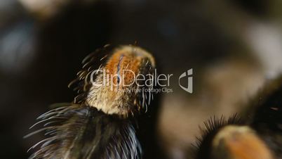 close-up leg Mexican Redknee Tarantula (Brachypelma smithi)