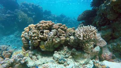 Coral, Beautiful coral reef.