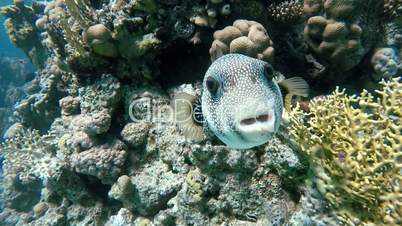 Water, The corals and fish.