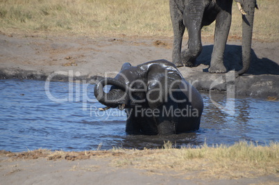 Elefanten Simbabwe (1)