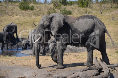 Elefanten Simbabwe (10)