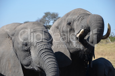 Elefanten Simbabwe (12)