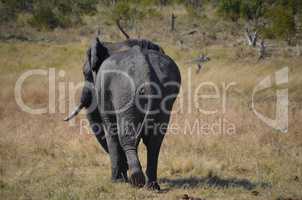Elefanten Simbabwe (11)