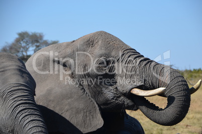 (Elefanten Simbabwe (13)