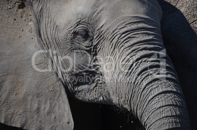 Elefanten Simbabwe (17)
