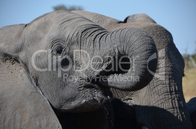 Elefanten Simbabwe (19)
