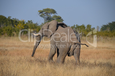 Elefanten Simbabwe (2)