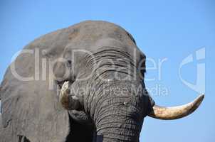 Elefanten Simbabwe (21)