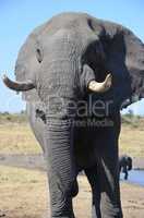 Elefanten Simbabwe (23)