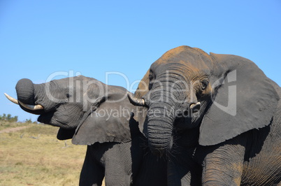 Elefanten Simbabwe (24)