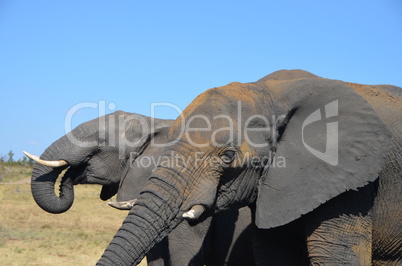 Elefanten Simbabwe (25)