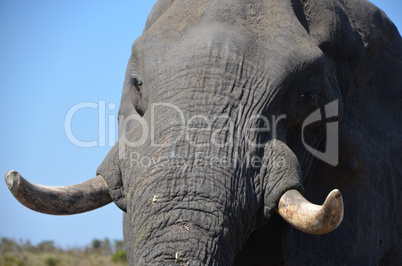 Elefanten Simbabwe (26)