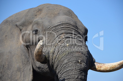 Elefanten Simbabwe (27)