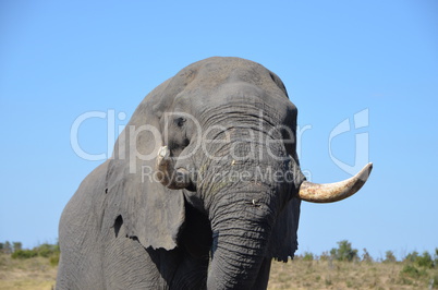 Elefanten Simbabwe (28)