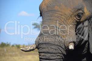 Elefanten Simbabwe (29)