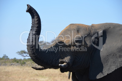 Elefanten Simbabwe (30)