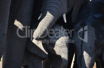 Elefanten Simbabwe (32)