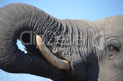 Elefanten Simbabwe (34)